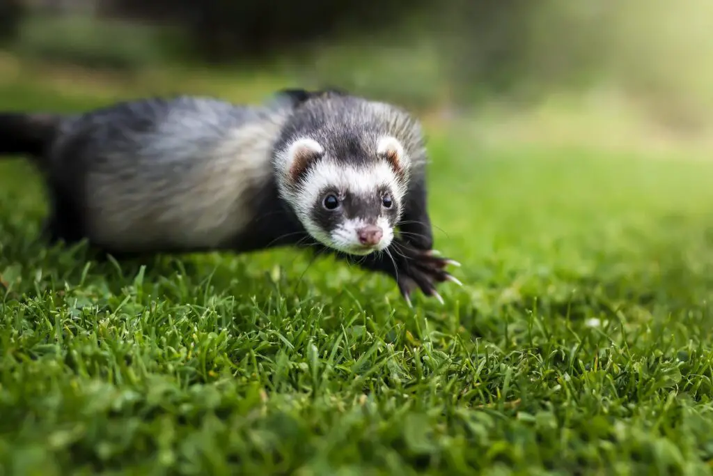 What Human Food Can I Feed My Ferret? My Happy Ferret
