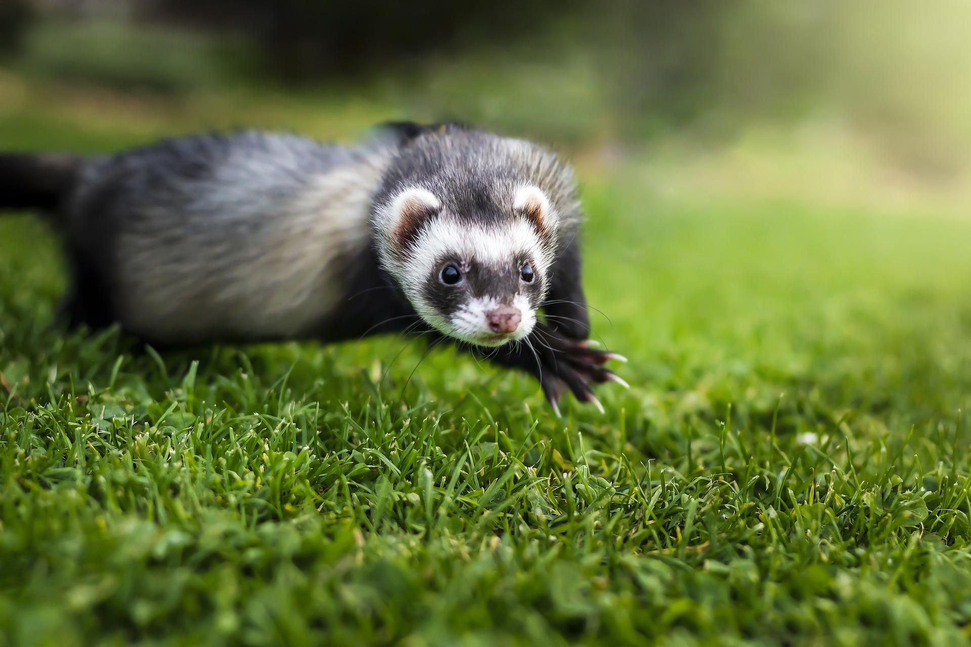 Do Ferrets Eat Snakes? - My Happy Ferret 