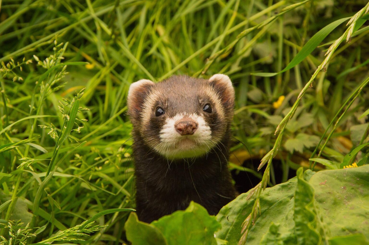 What do ferrets smell like? My Happy Ferret