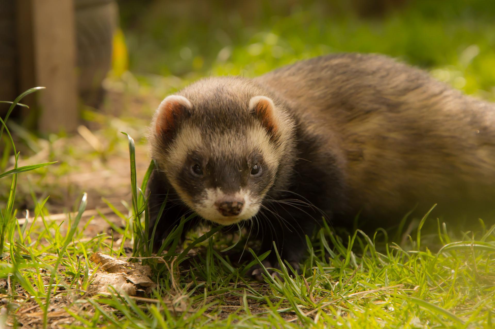 What Is The Most Popular Ferret Name? - My Happy Ferret 