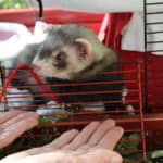 Ferret Cage