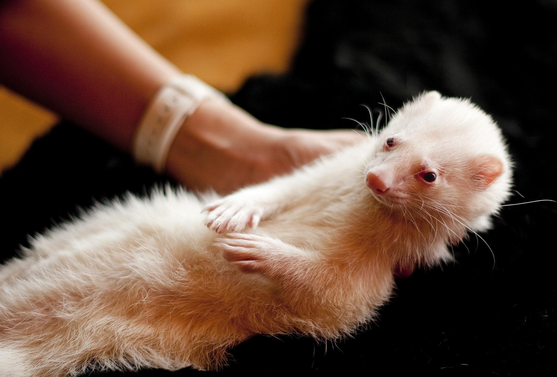 What Is The Safest Way To Hold A Ferret? - My Happy Ferret