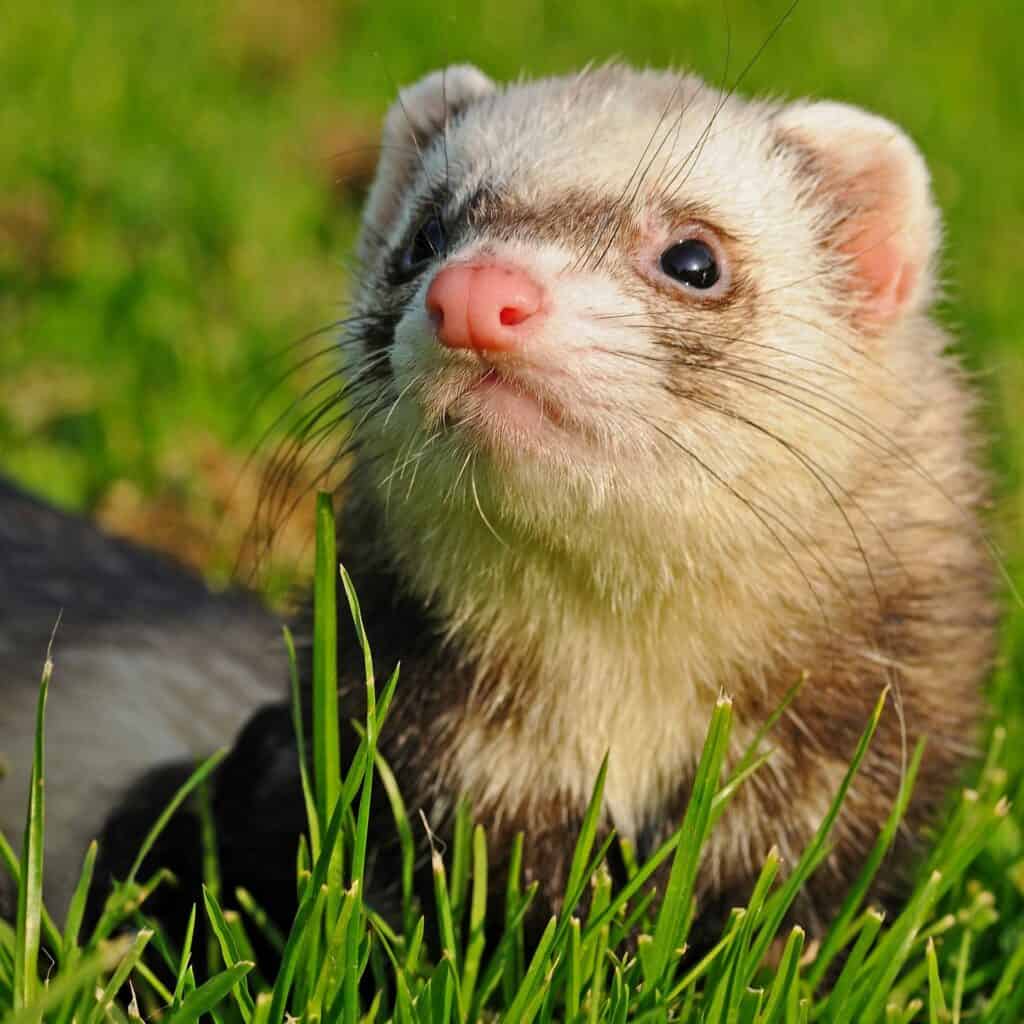 How Old Is 1 Ferret Year In Human Years? My Happy Ferret