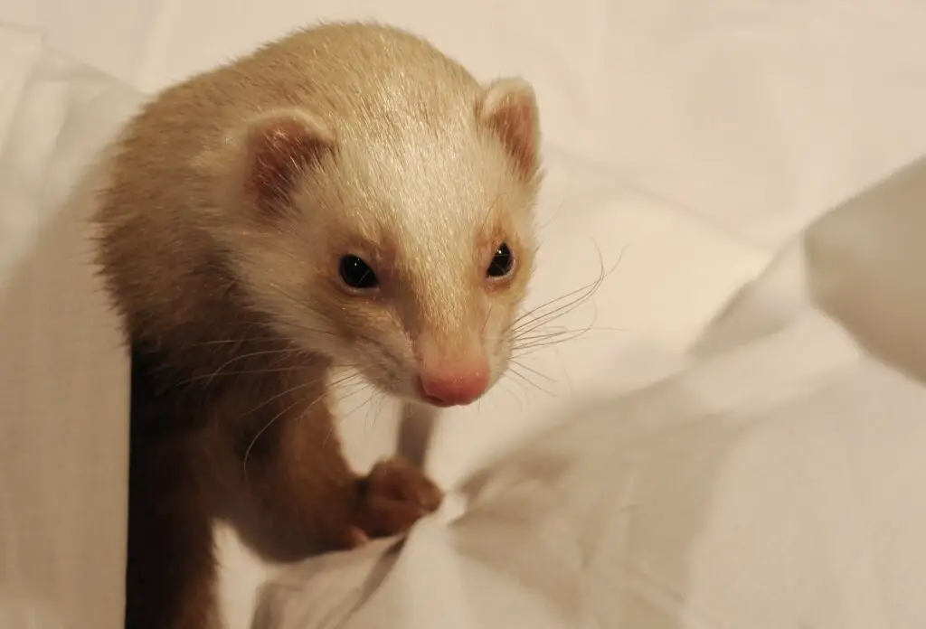 what-can-i-feed-my-ferret-if-i-run-out-of-food-my-happy-ferret