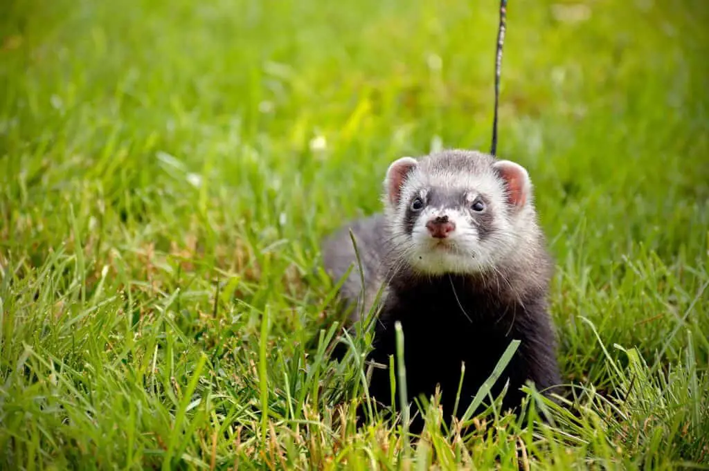 Can Ferrets Live Outside All Year Round? My Happy Ferret