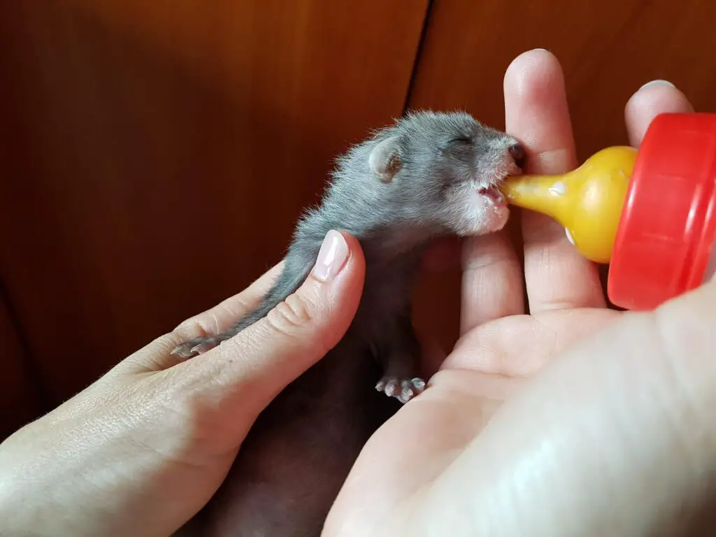 do-you-have-to-wash-your-hands-after-touching-a-ferret-my-happy-ferret