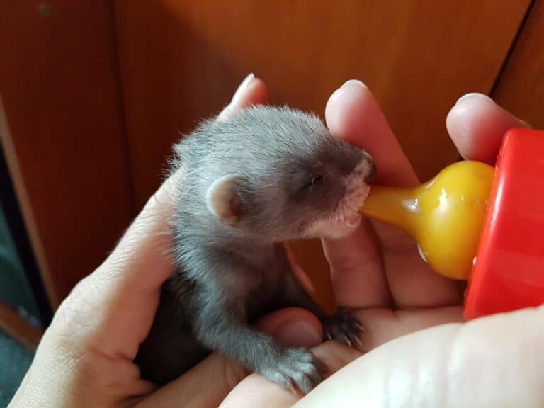 How To Take Care Of A Pregnant Ferret? My Happy Ferret