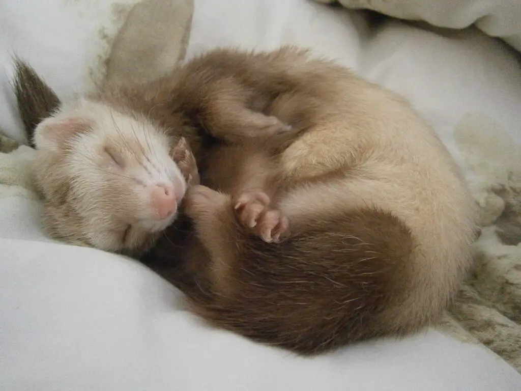 What Human Foods Can Ferret Eat? My Happy Ferret