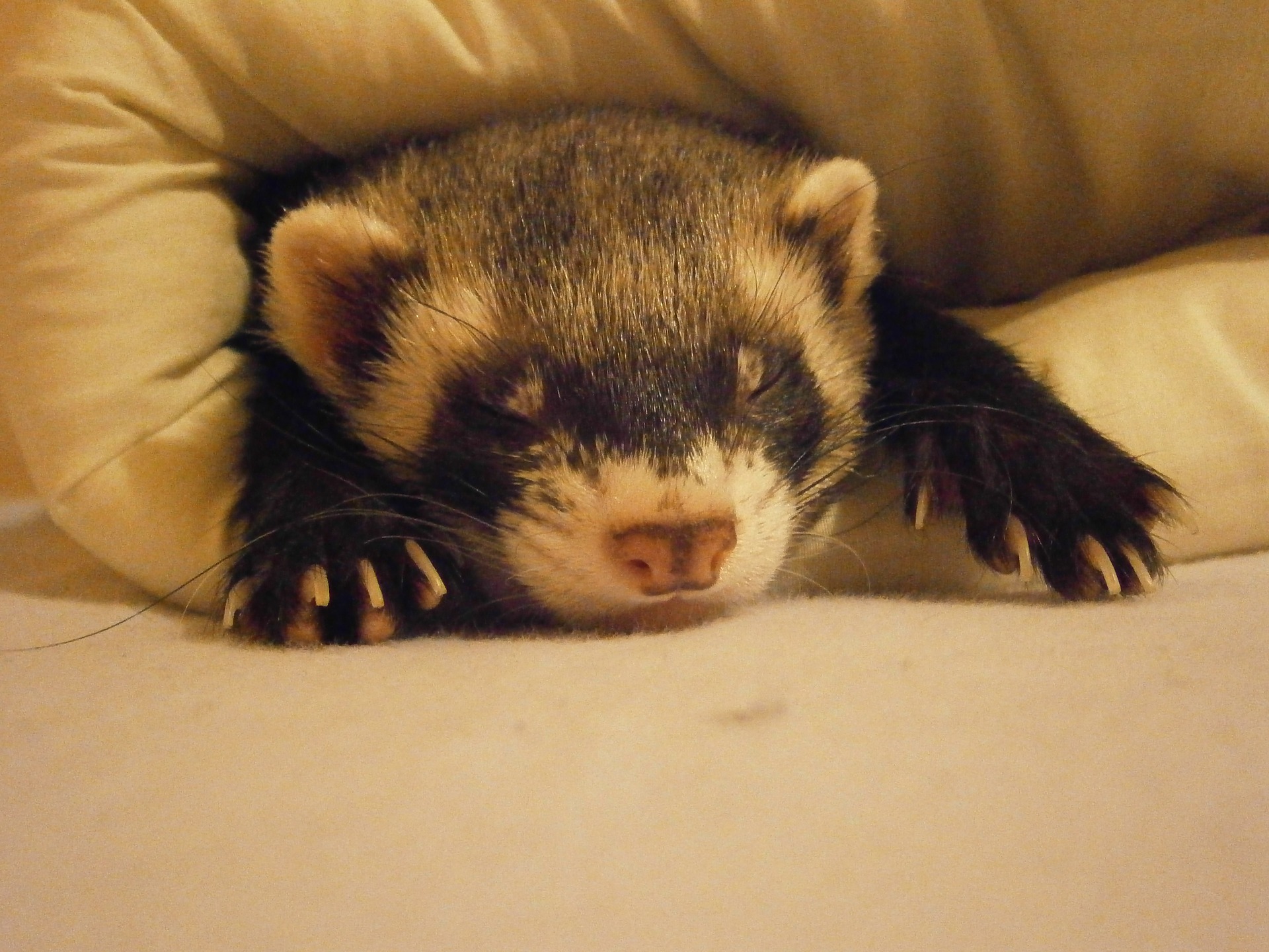 How Long Can Ferrets Stay In A Cage? - My Happy Ferret 