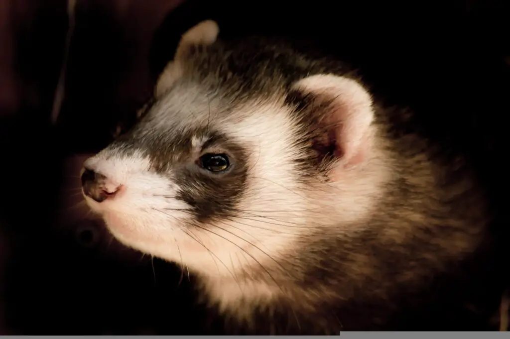 Why Does My Ferret Lick His Pee? My Happy Ferret