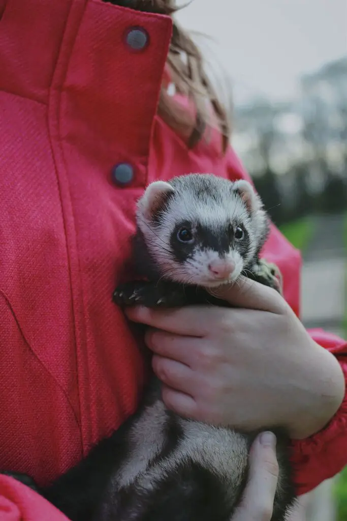 Can Ferrets Bond With People? My Happy Ferret