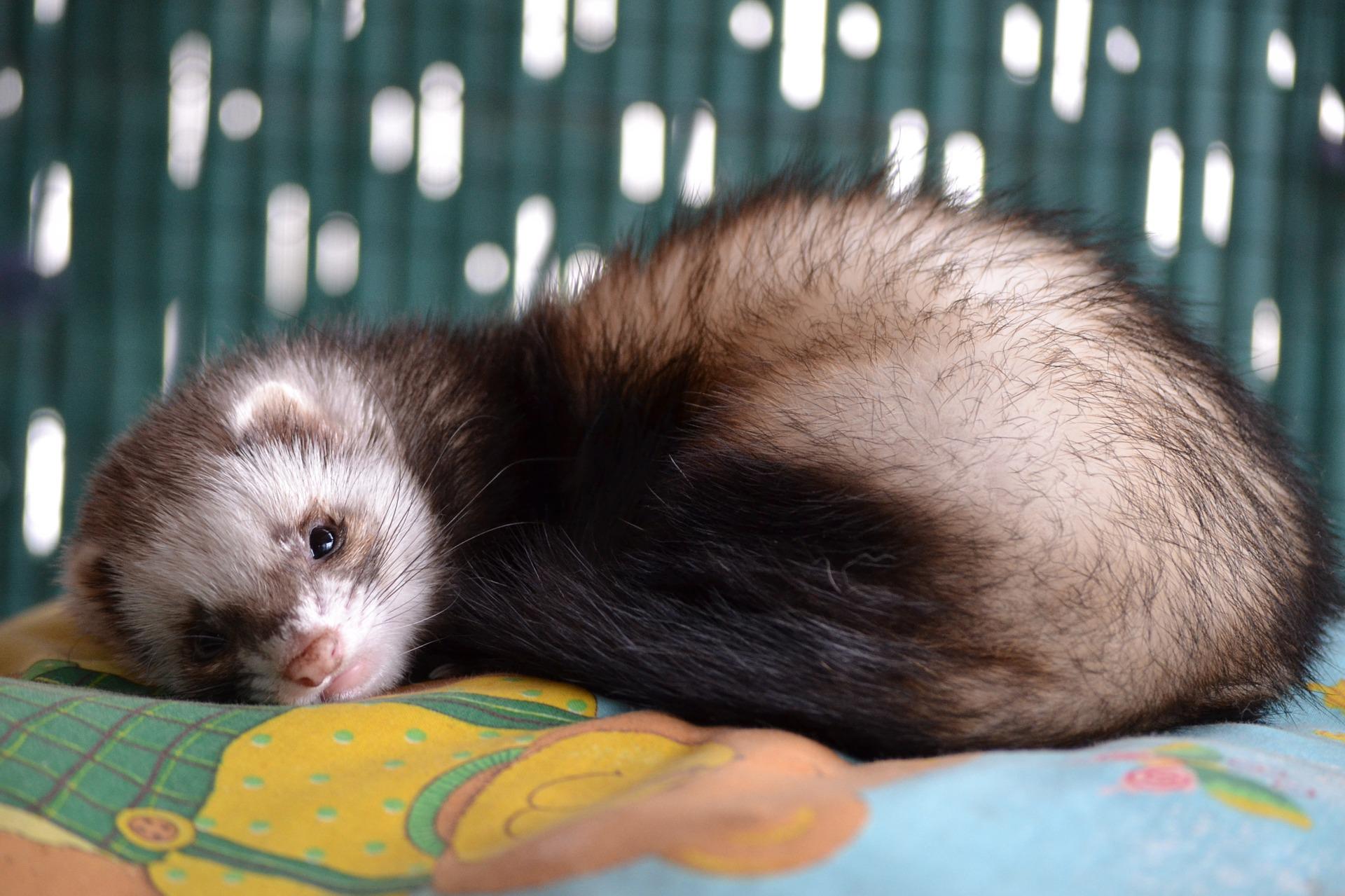 What Temperature Do Ferrets Need? My Happy Ferret
