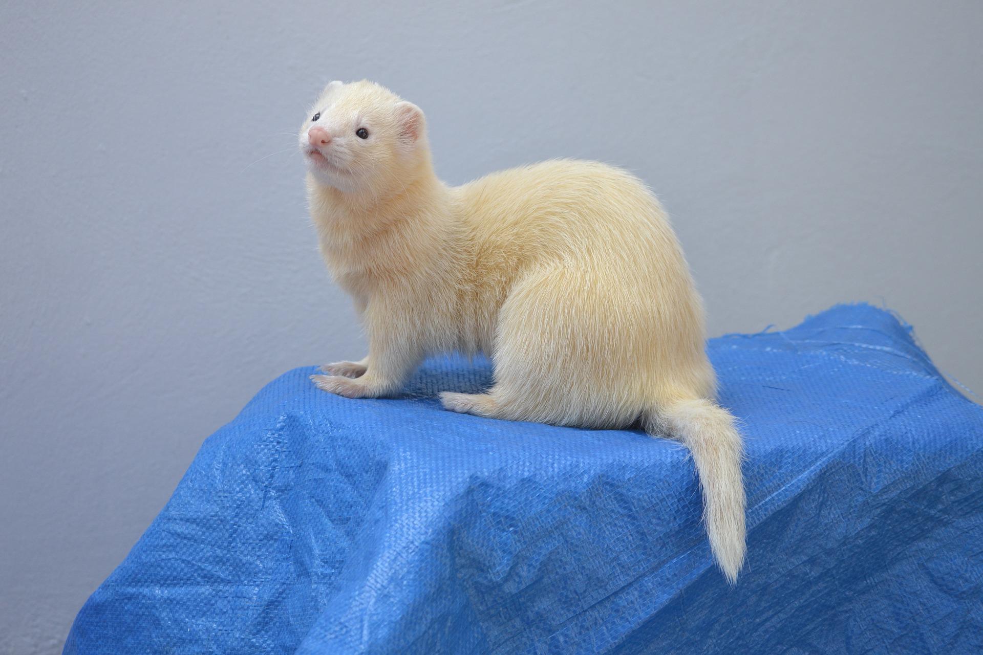 what-does-it-mean-when-a-ferret-wags-its-tail-my-happy-ferret