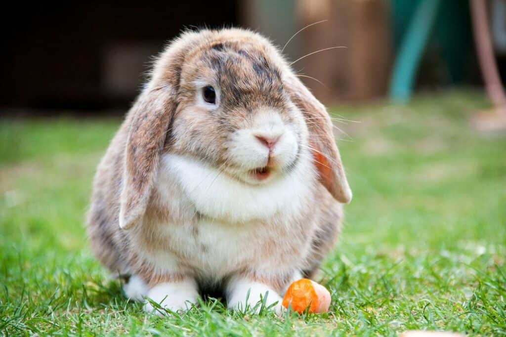 Fluffy domestic rabbit
