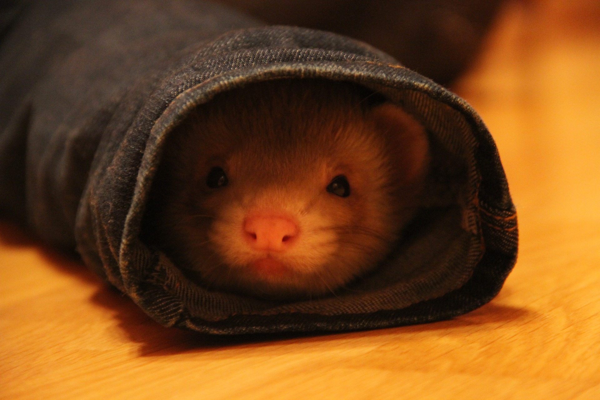 Why Do Ferrets Smell So Good? - My Happy Ferret