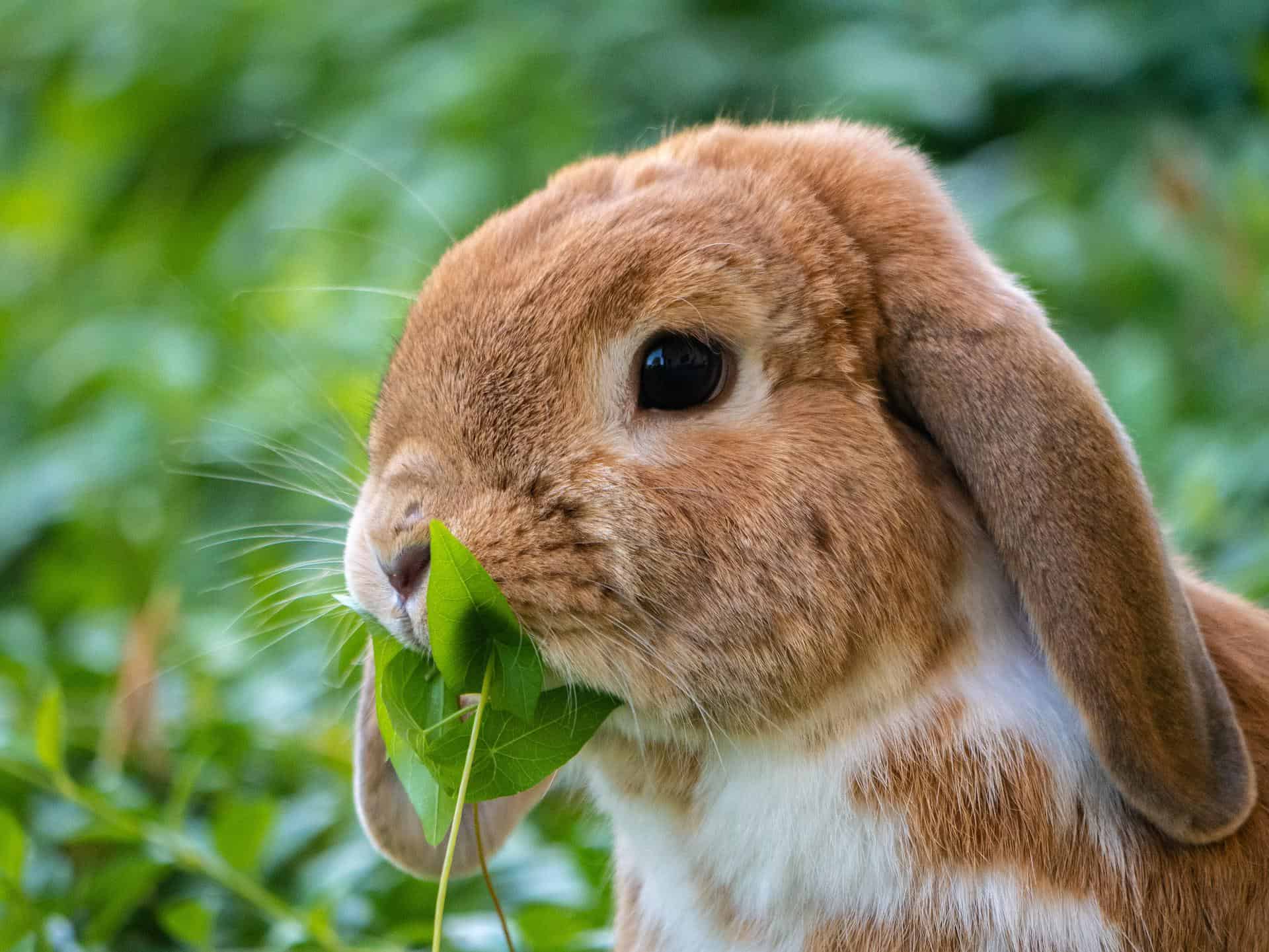 Are Ferrets Good For Hunting Rabbits? - My Happy Ferret