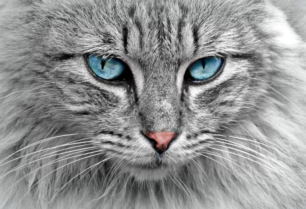 blue eyed cat