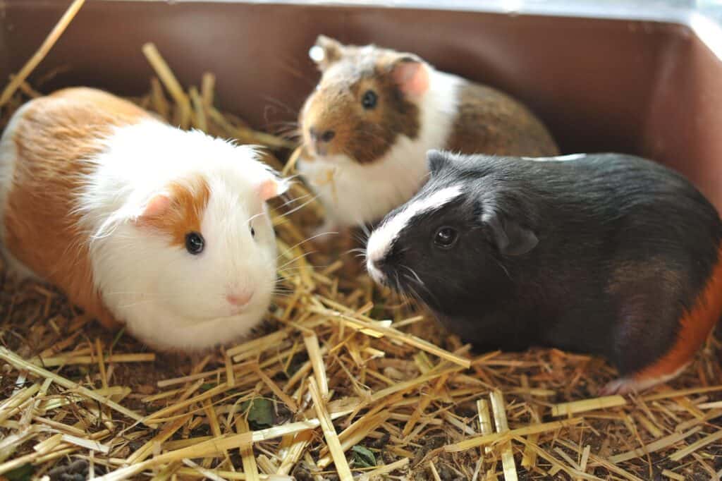 guinea-pig